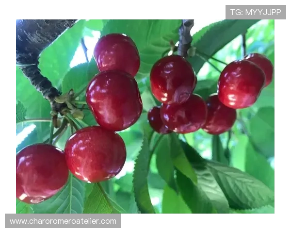 亚娱真人为玩家打造安全可靠的真人娱乐环境，尽情享受高品质的娱乐服务